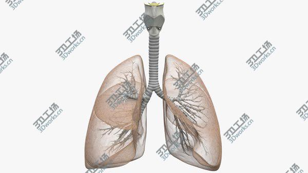 images/goods_img/20210312/3D Respiratory System model/4.jpg